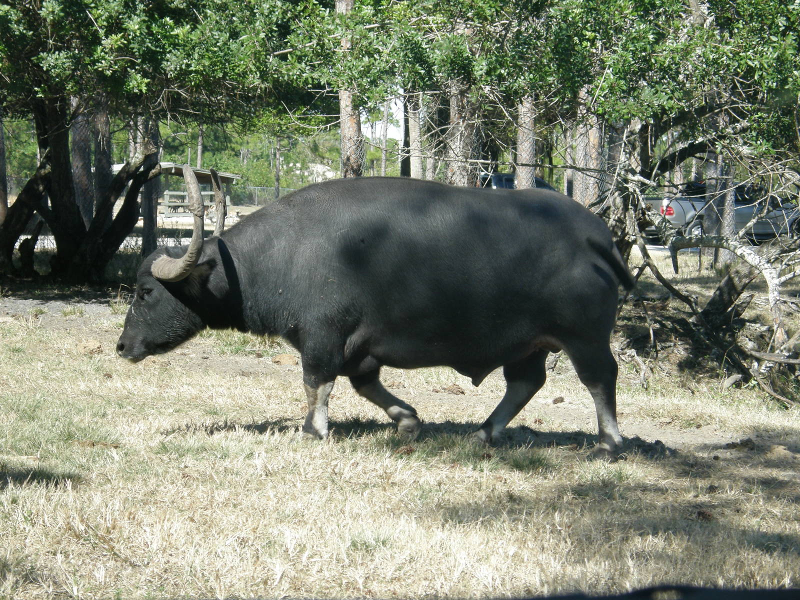 asian water buffalo