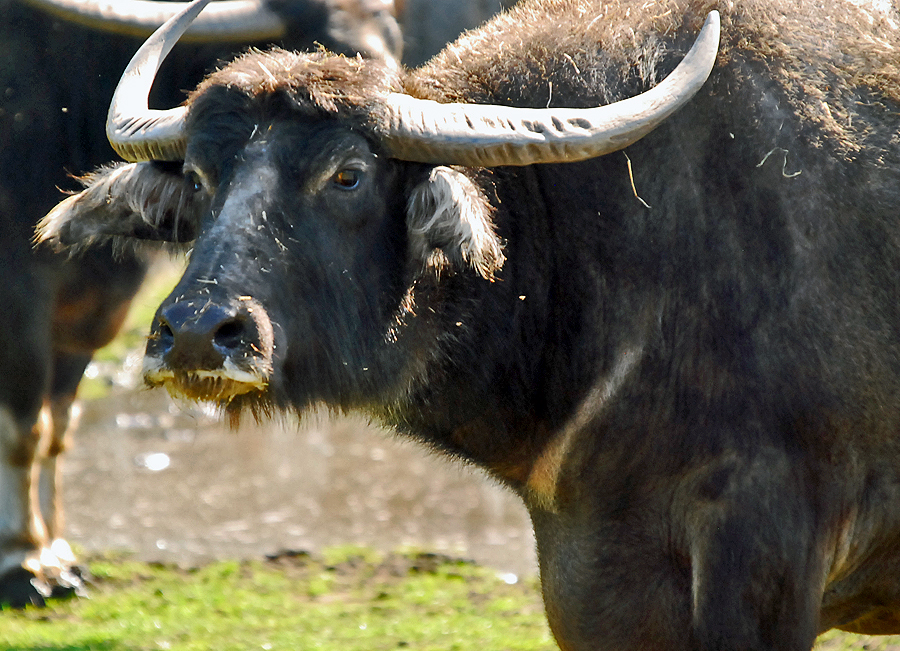 Asian Water Buffalo