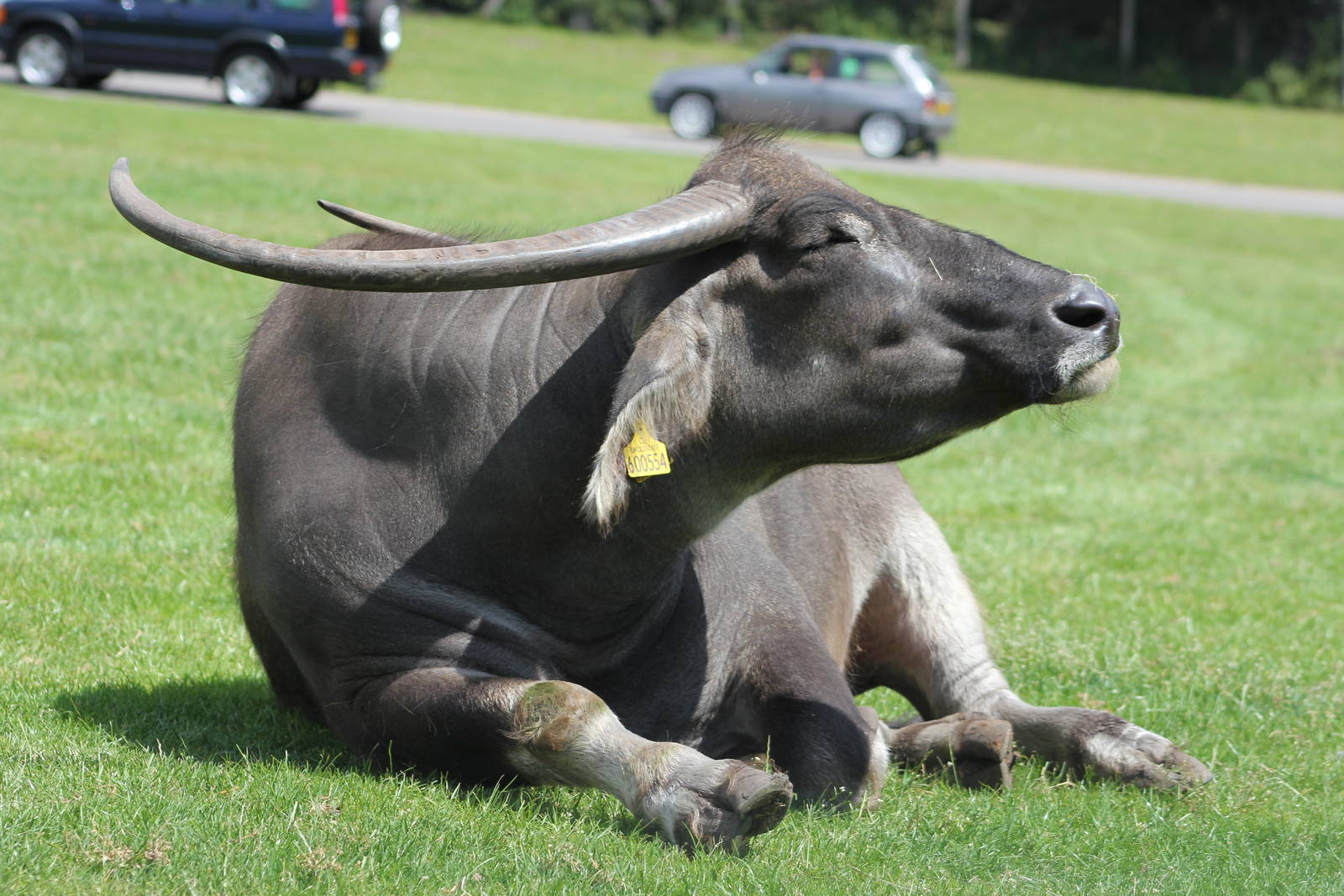 Asian water buffalo