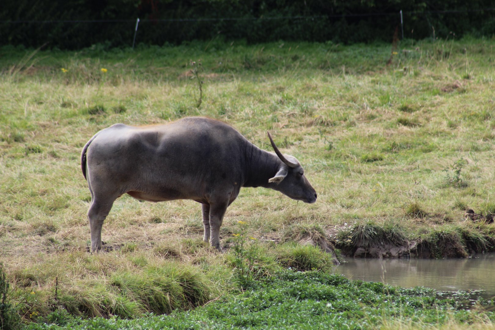 Asian Water Buffalo