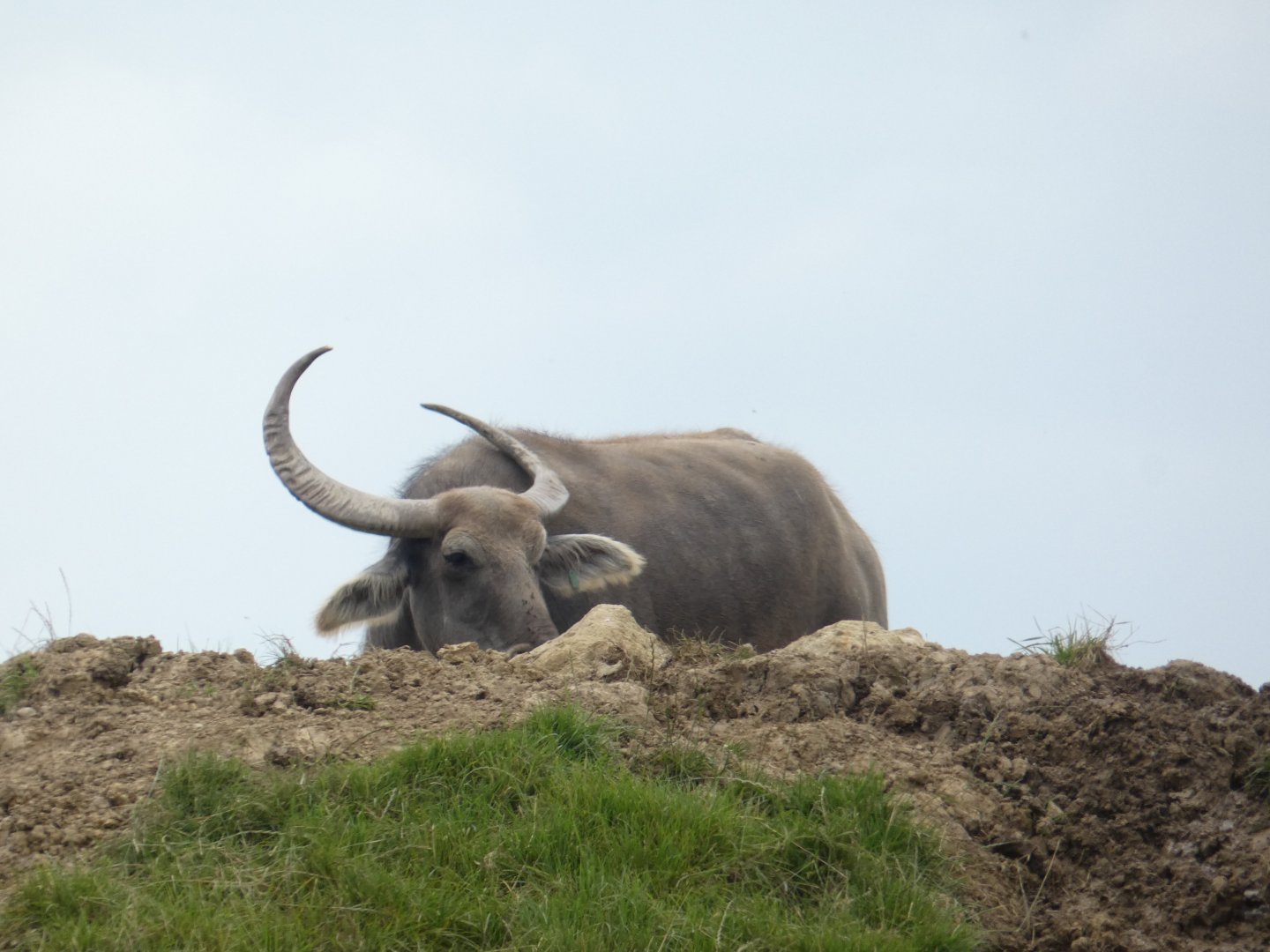 Asian Water Buffalo