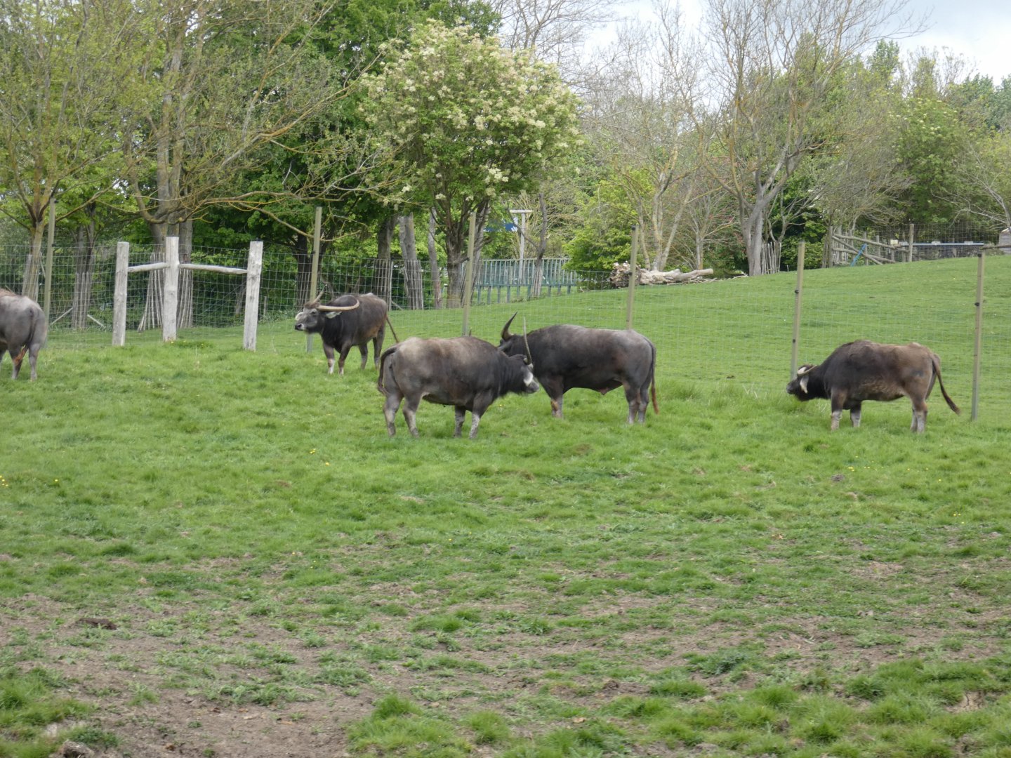 Asian water buffalo