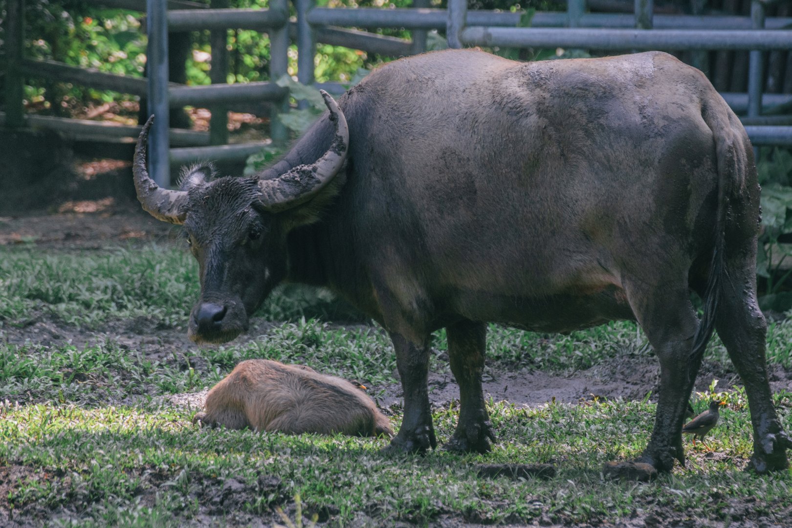 Asian Water Buffalo
