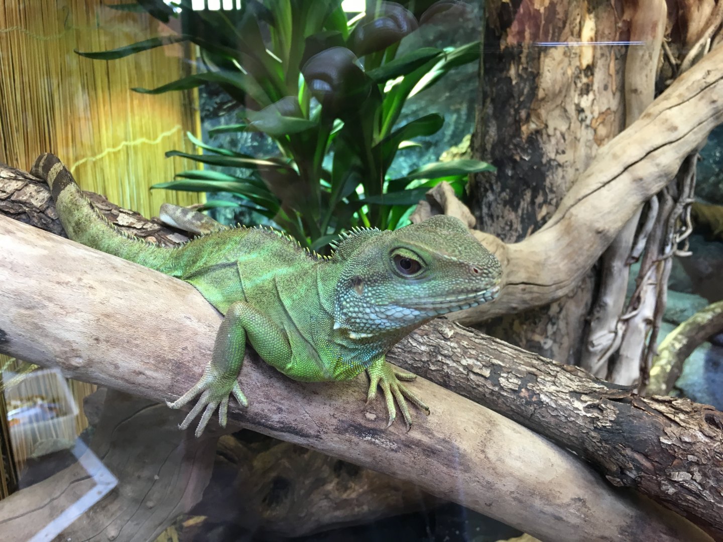 Asian water dragon 010817