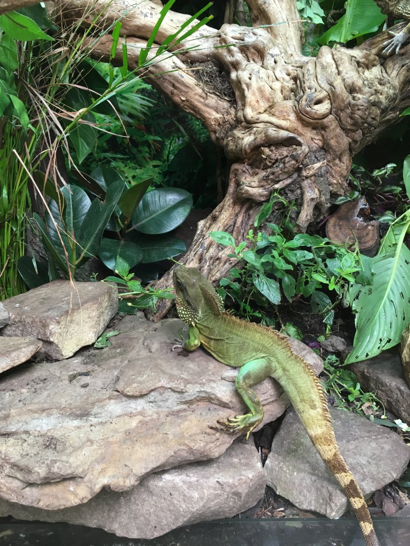 Asian water dragon 040817