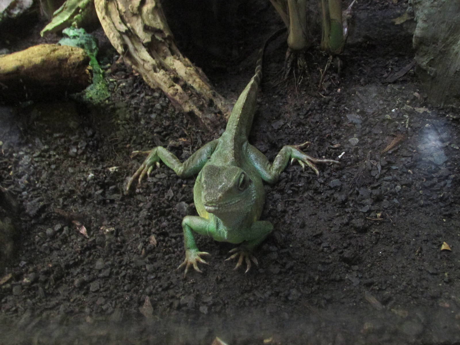 asian water dragon barcelona zoo