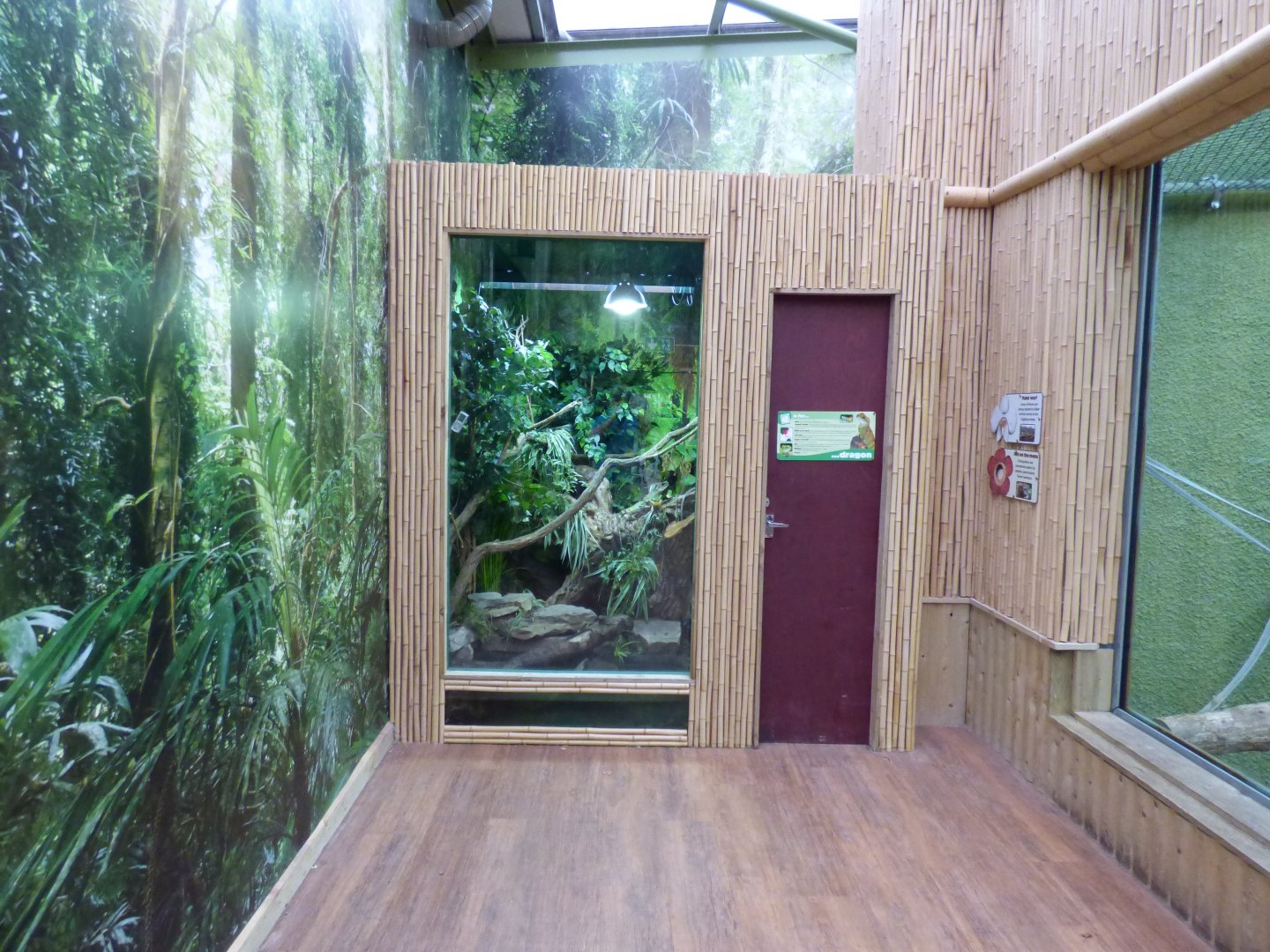 Asian Water Dragon Enclosure in Orangutan Outlook