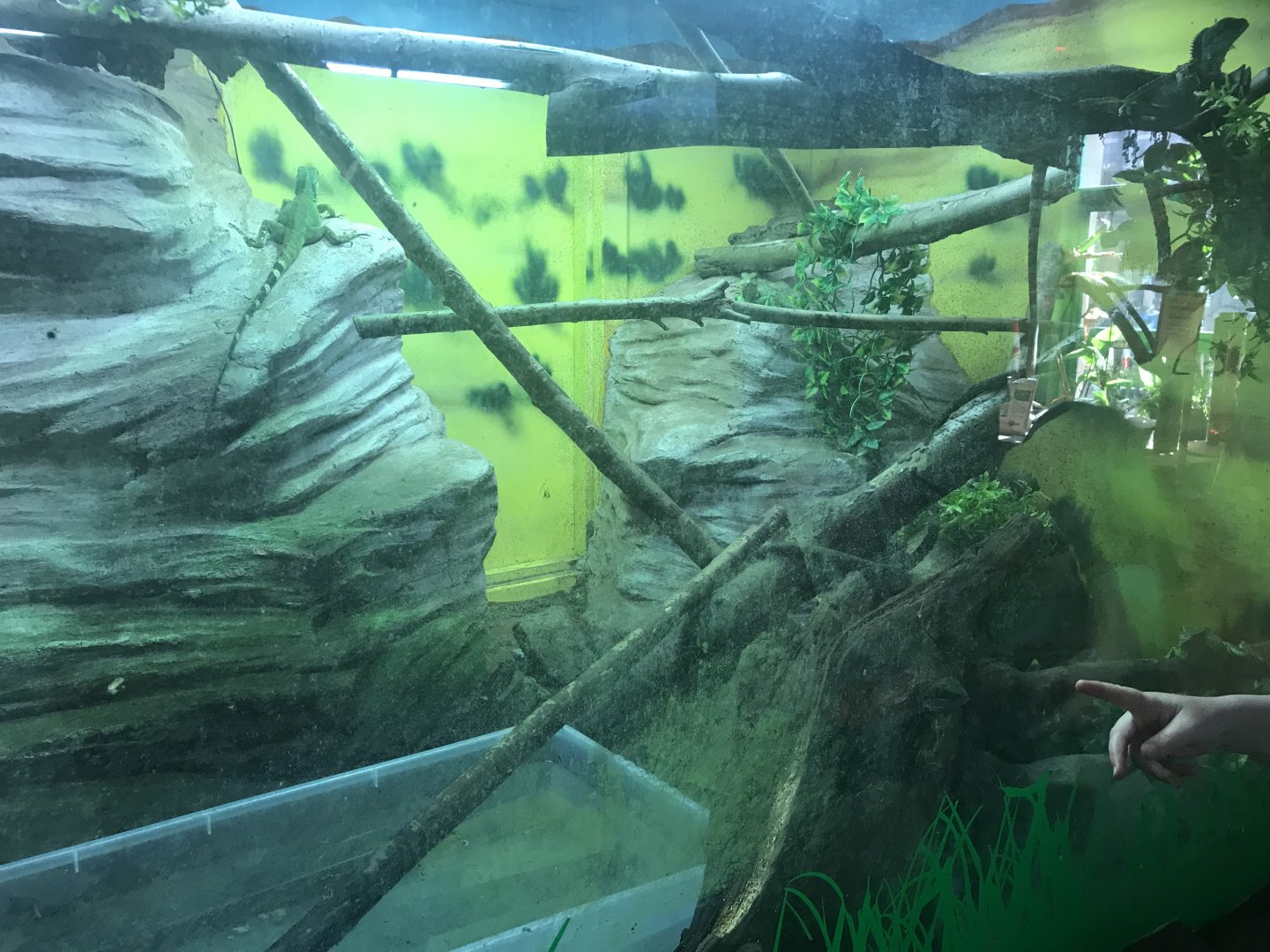 Asian water dragon enclosure