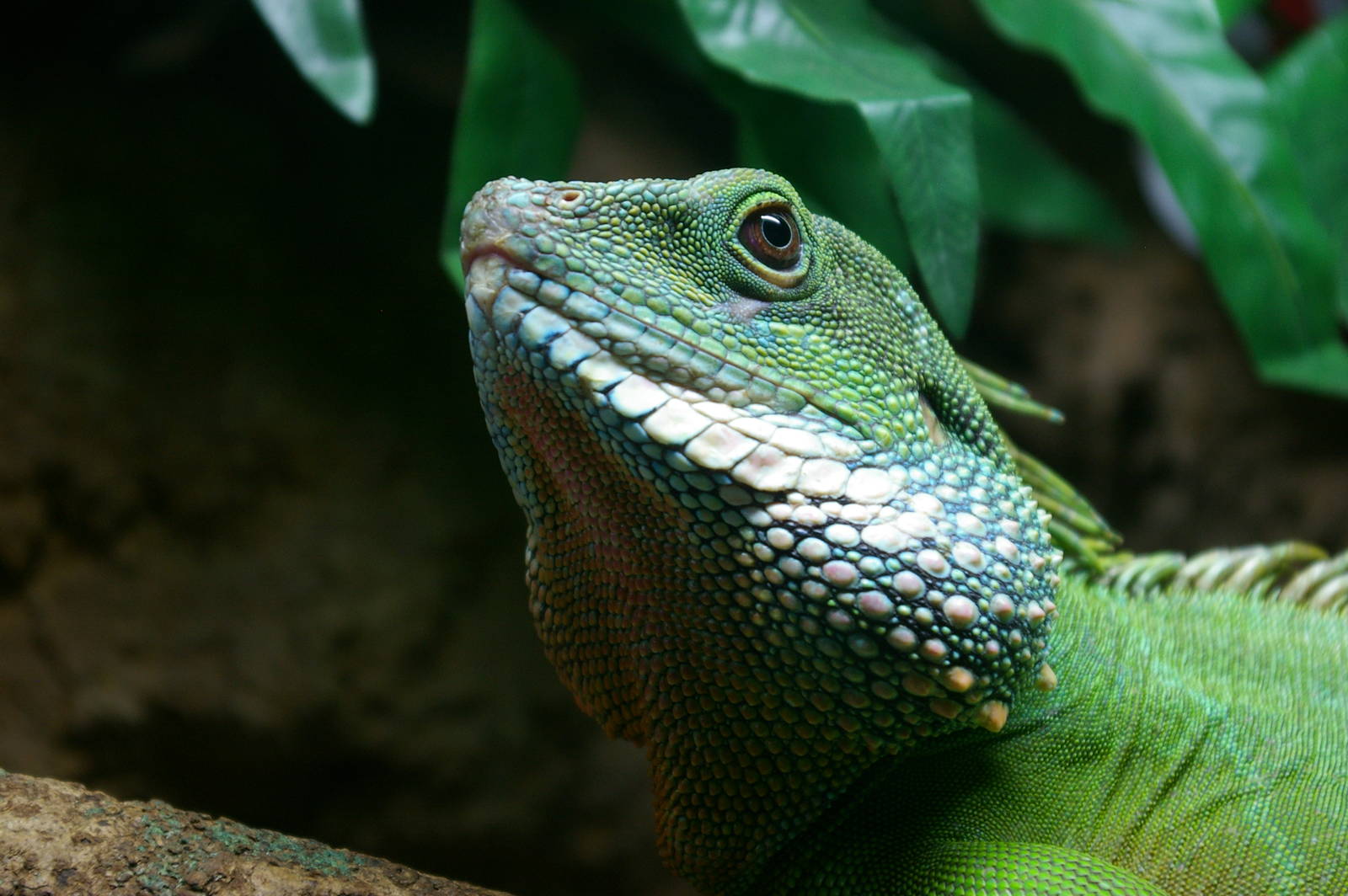 Asian water dragon (Physignathus concinnus)