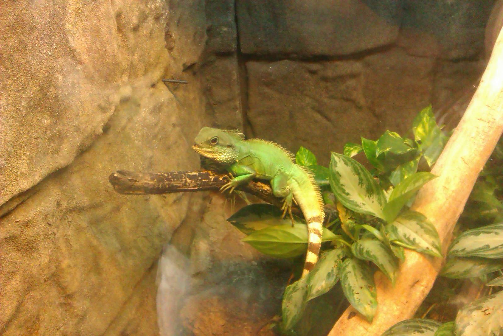 Asian Water Dragon