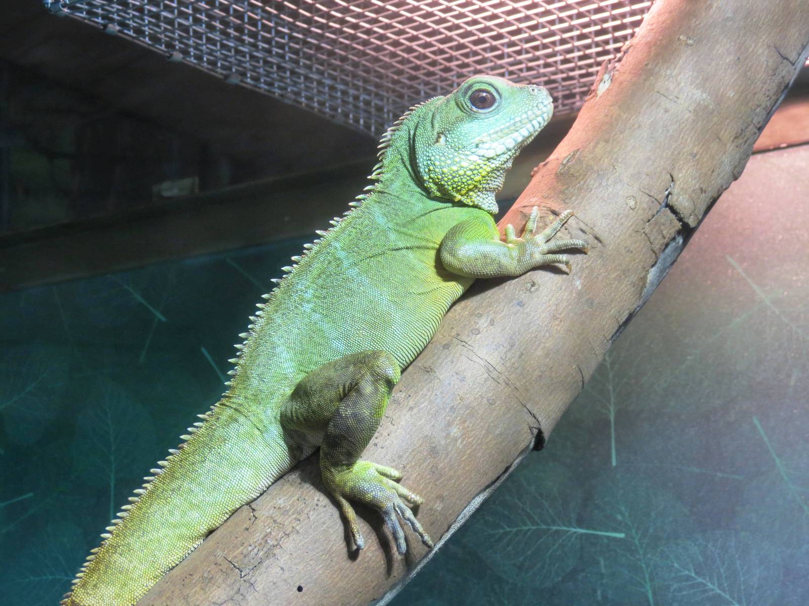 Asian Water Dragon