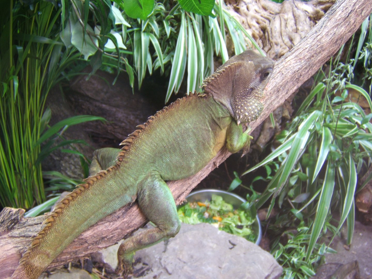 Asian Water Dragon
