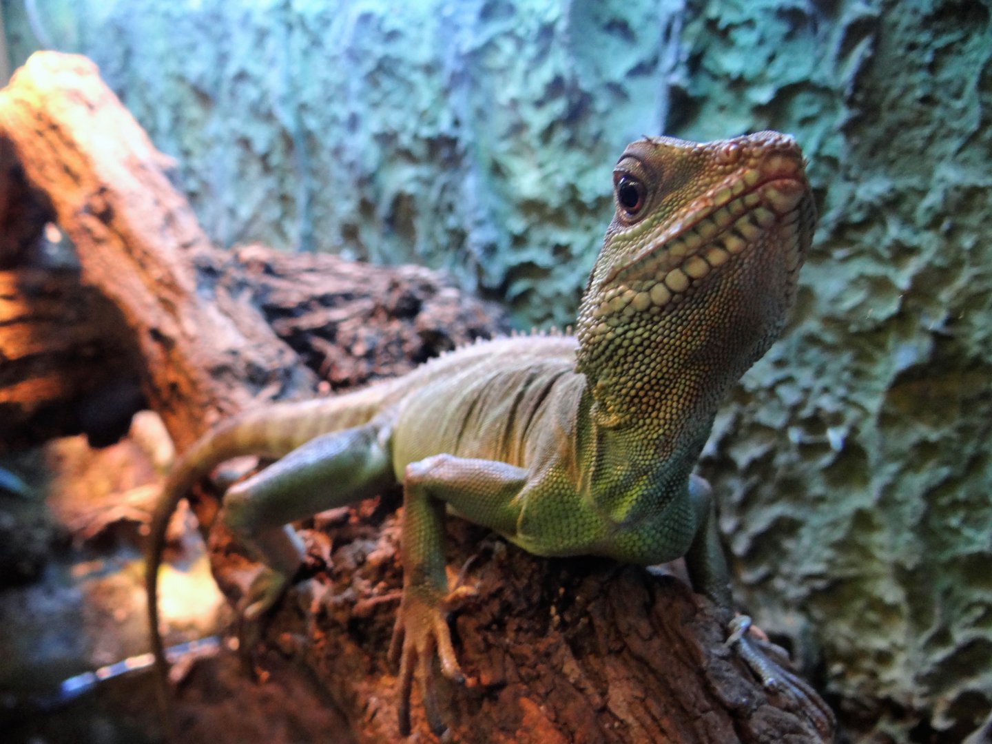 Asian Water Dragon