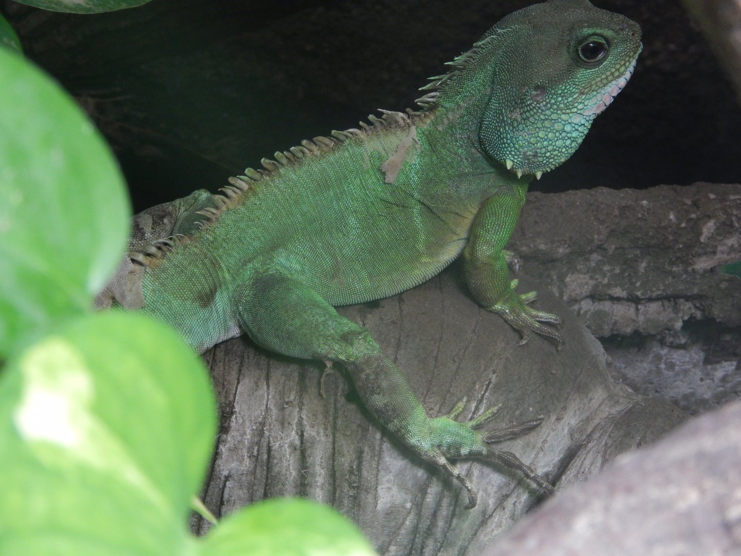 Asian Water Dragon