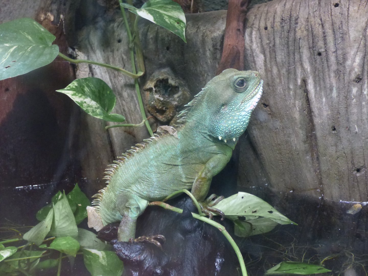 Asian Water Dragon