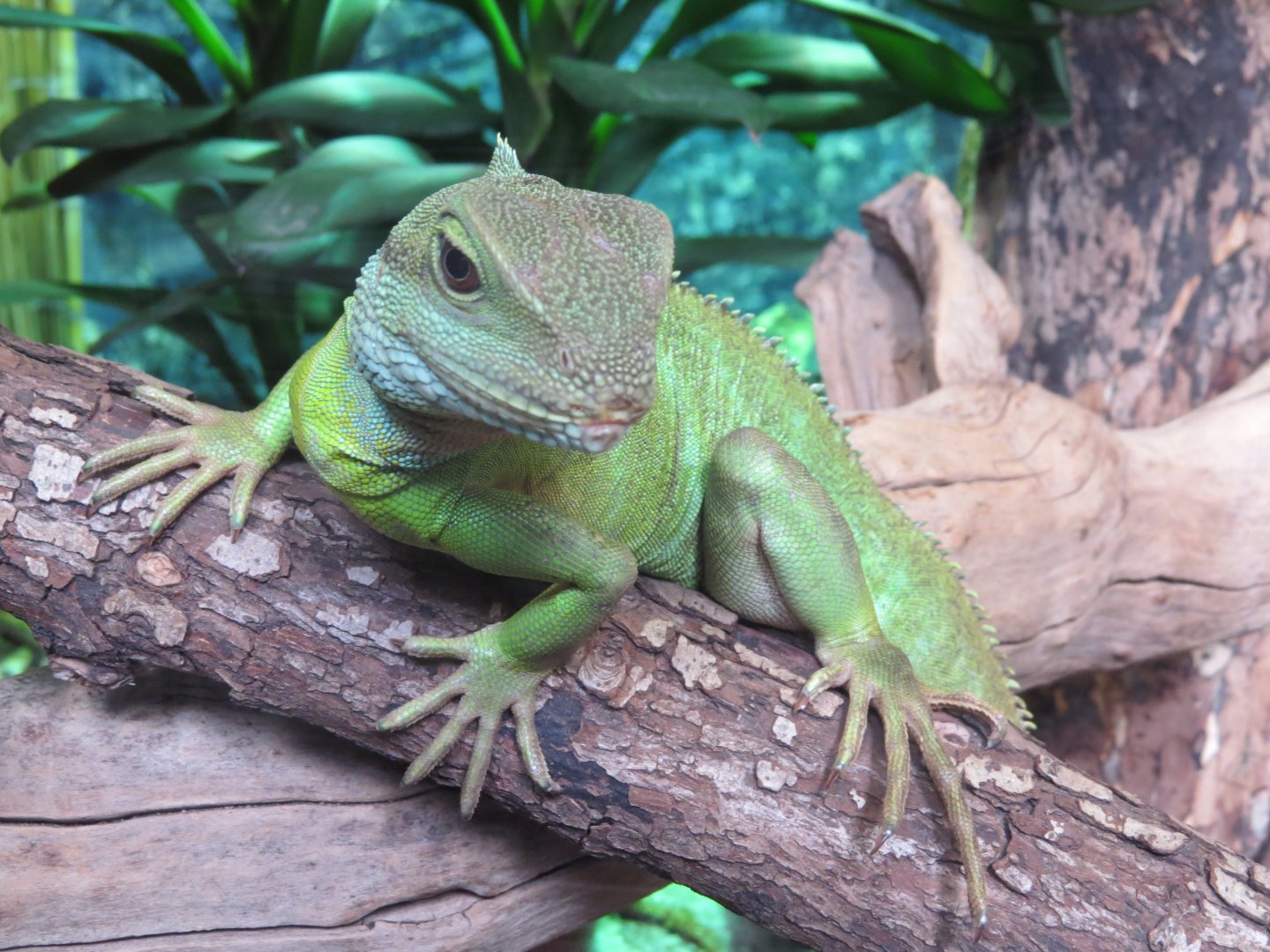 asian water dragon