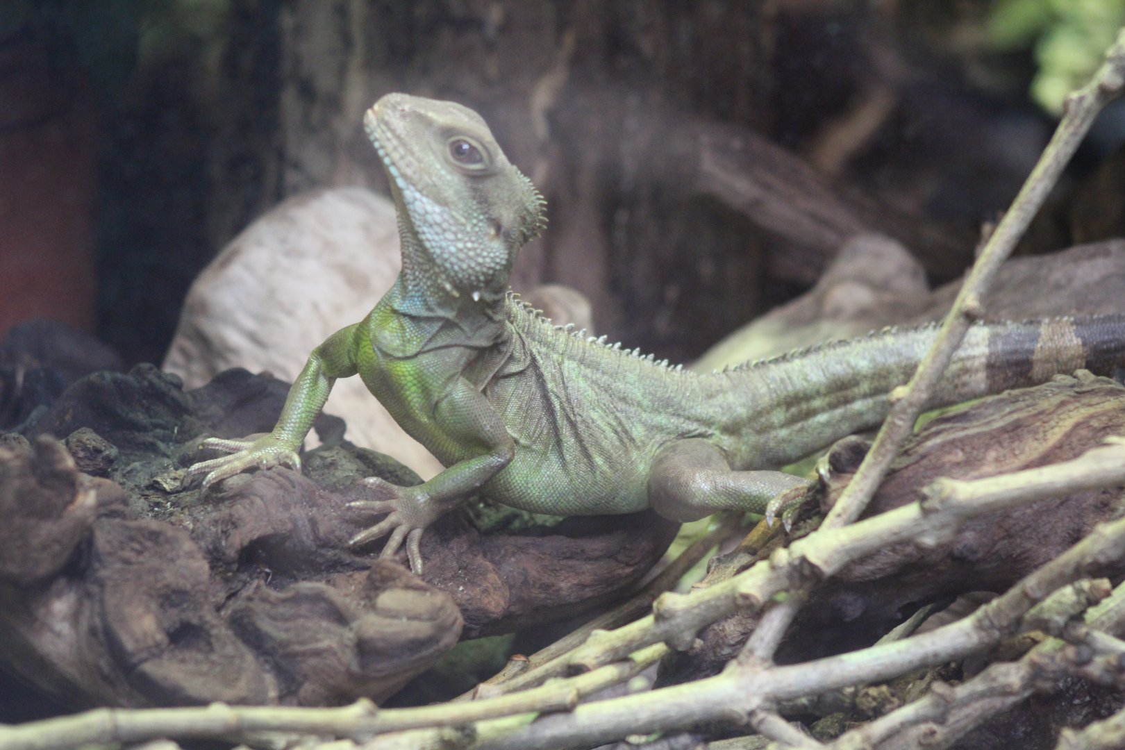Asian Water Dragon