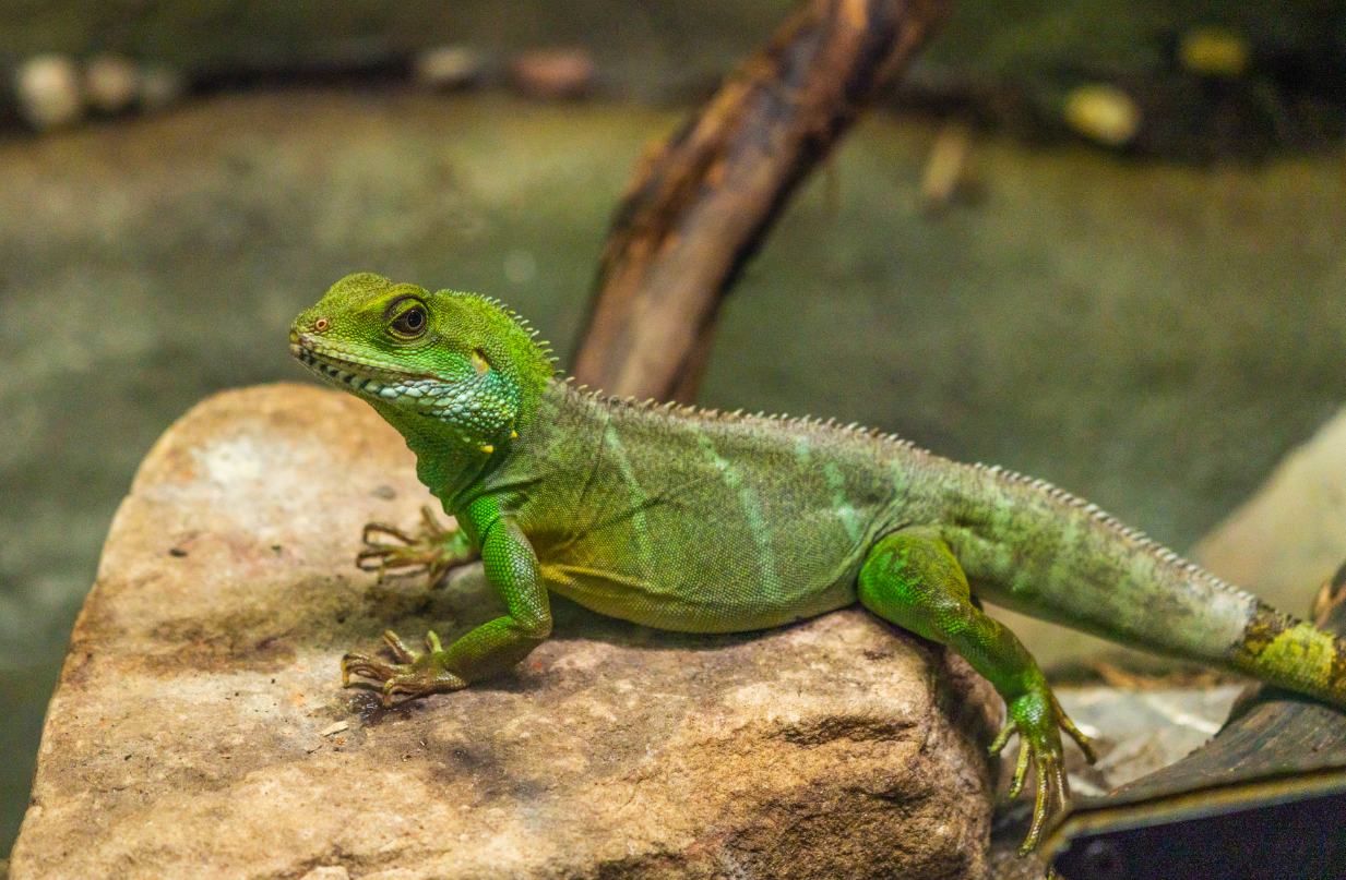 Asian Water Dragon