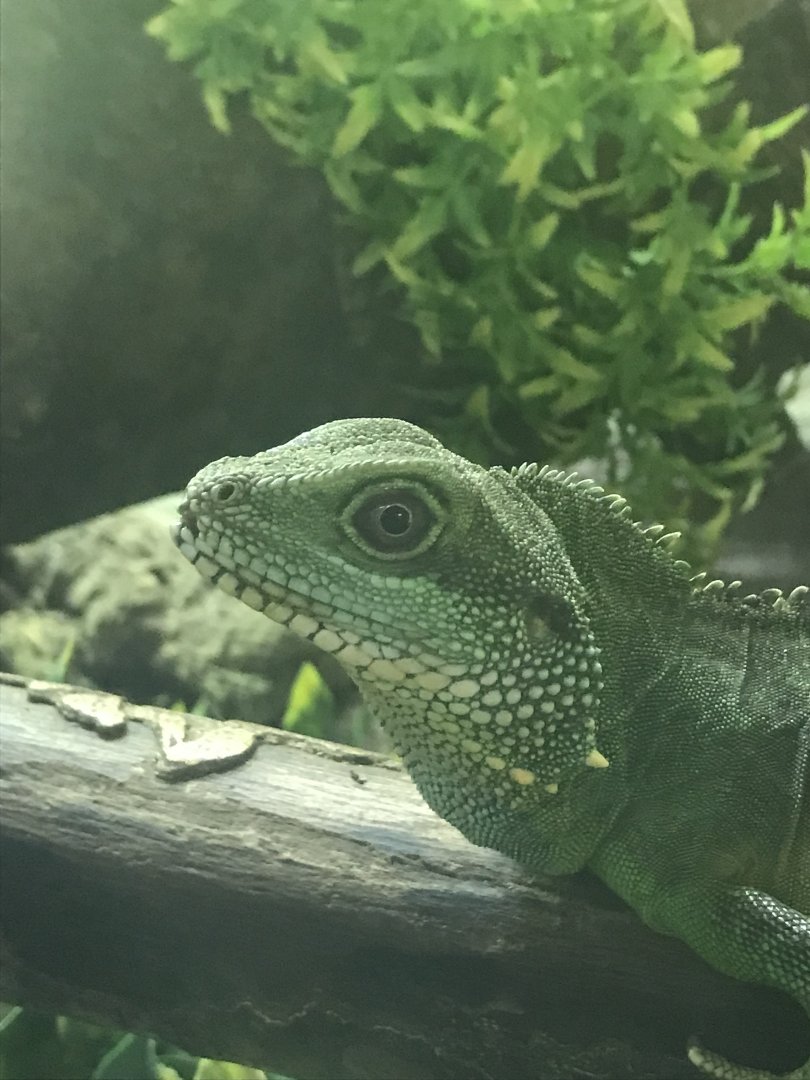 Asian water dragon