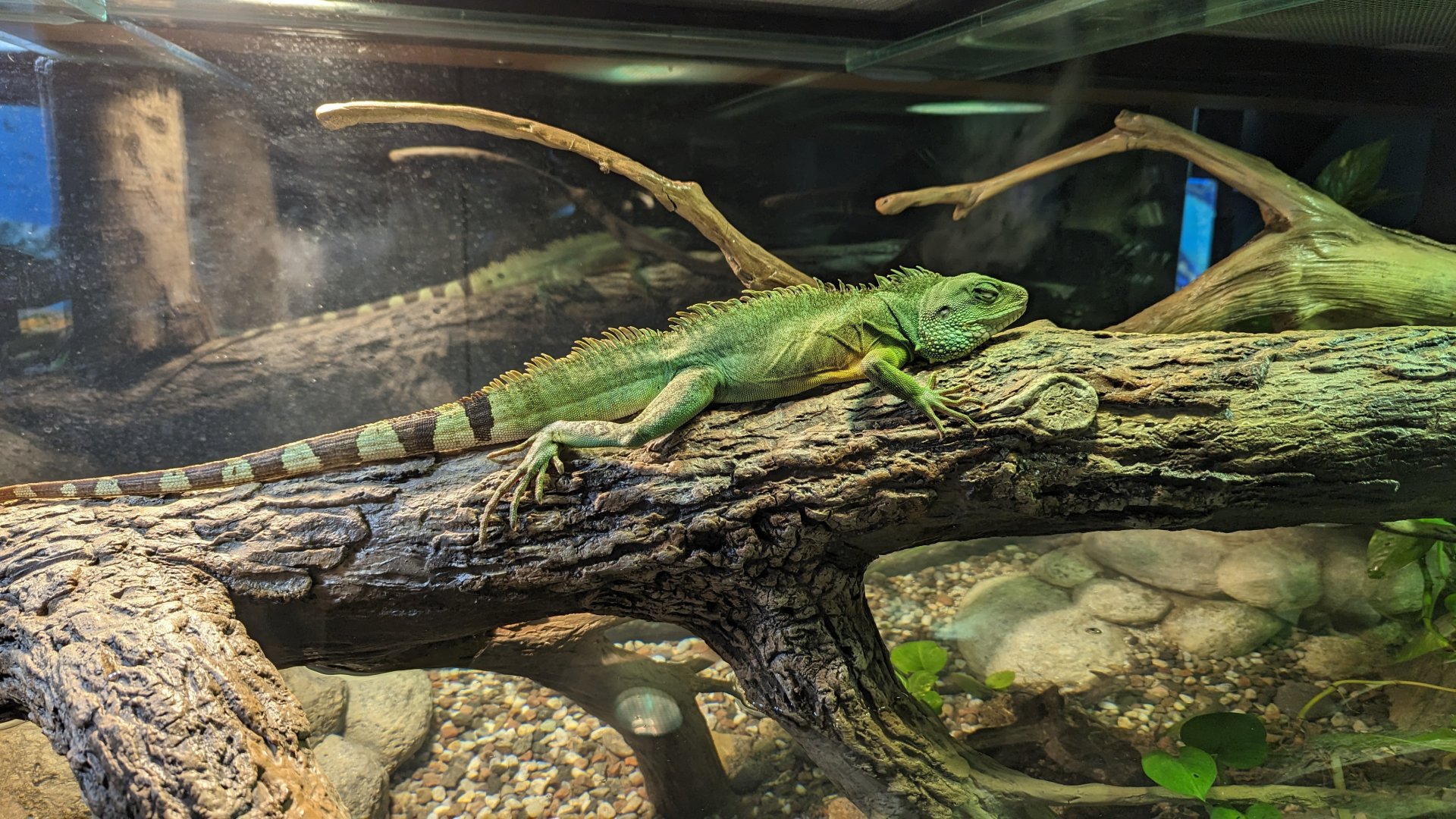 Asian Water Dragon