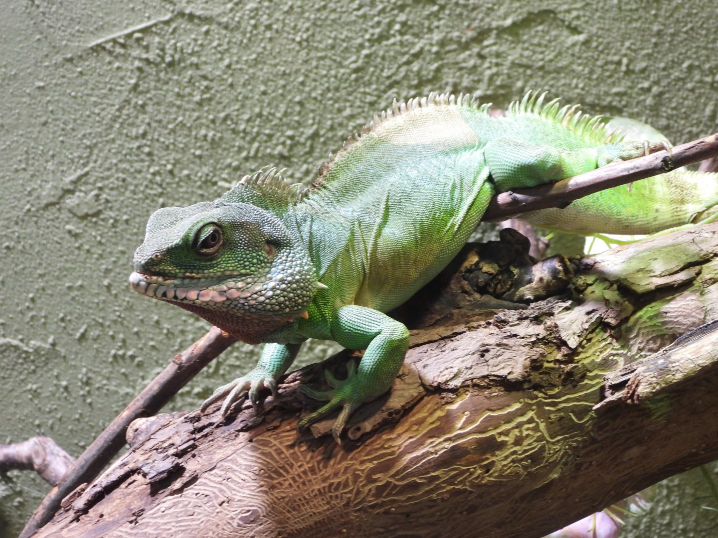 Asian water dragon