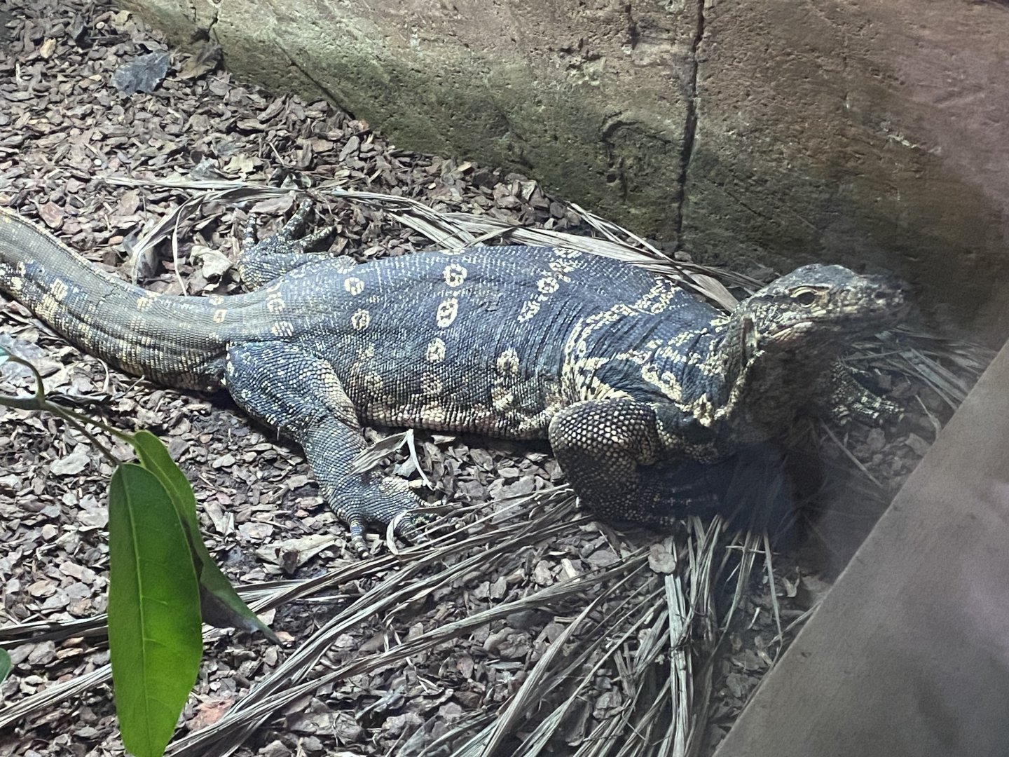 Asian water monitor 040124