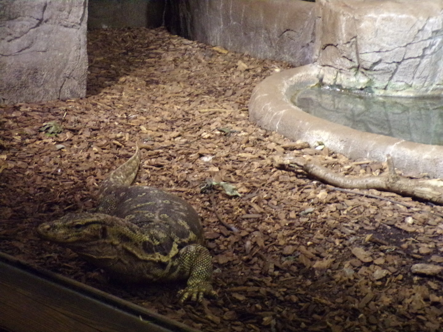 Asian water monitor 6.7.23