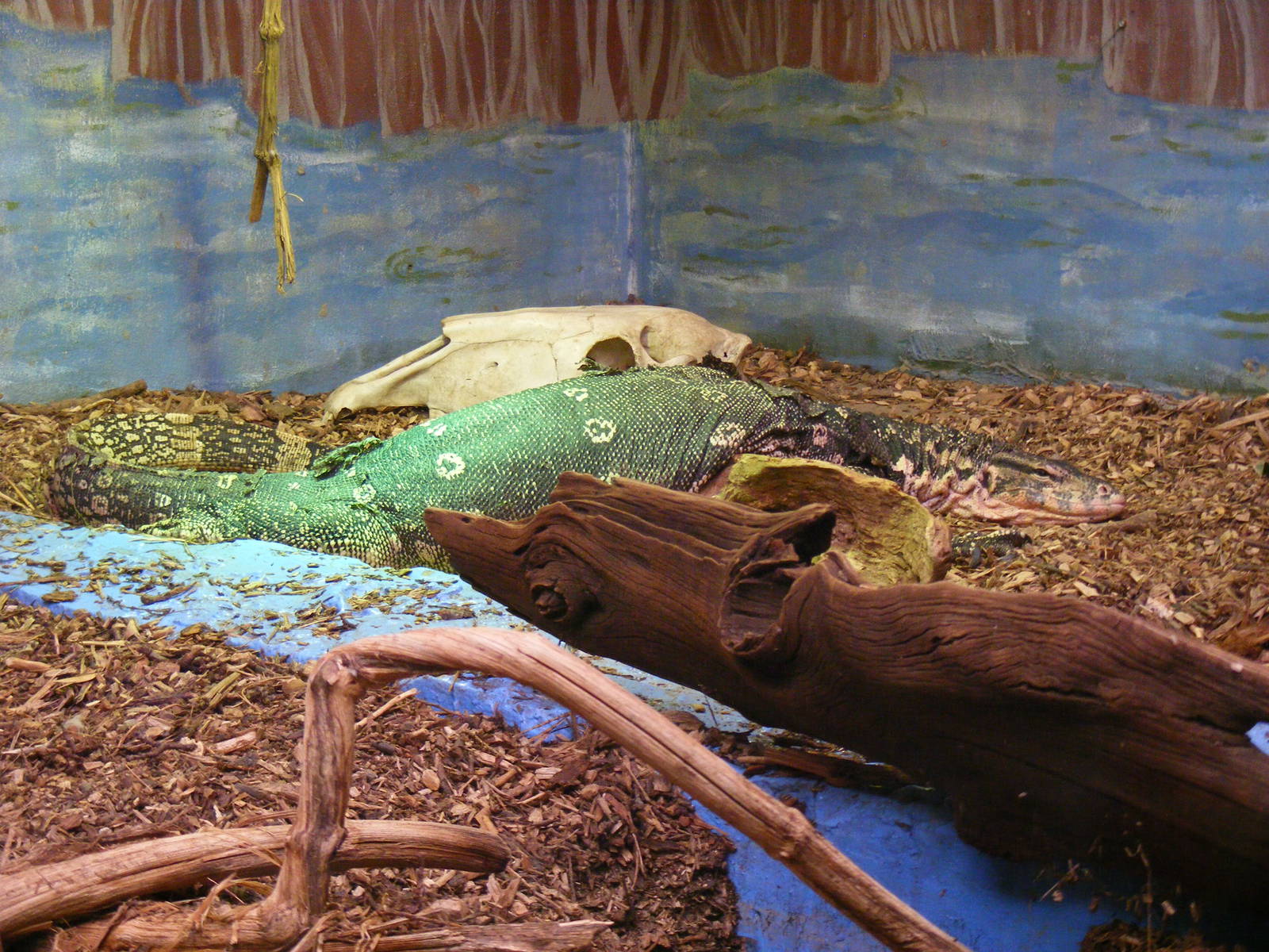 Asian water monitor at Eagle Heights, 10 September 2011