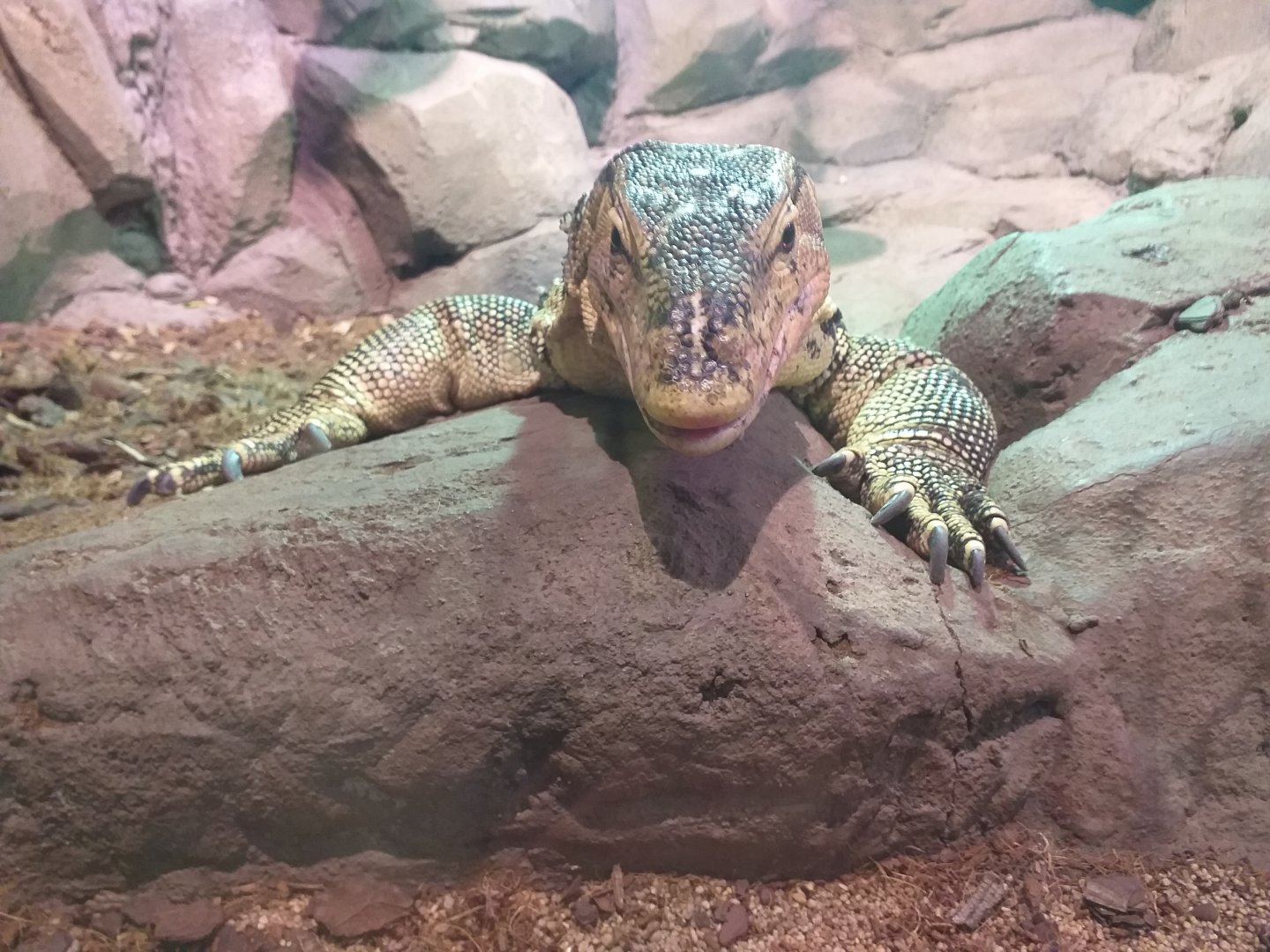 Asian water monitor -BioDomo (2019)