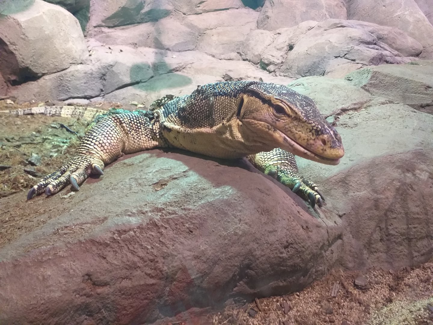Asian water monitor -BioDomo (2019)