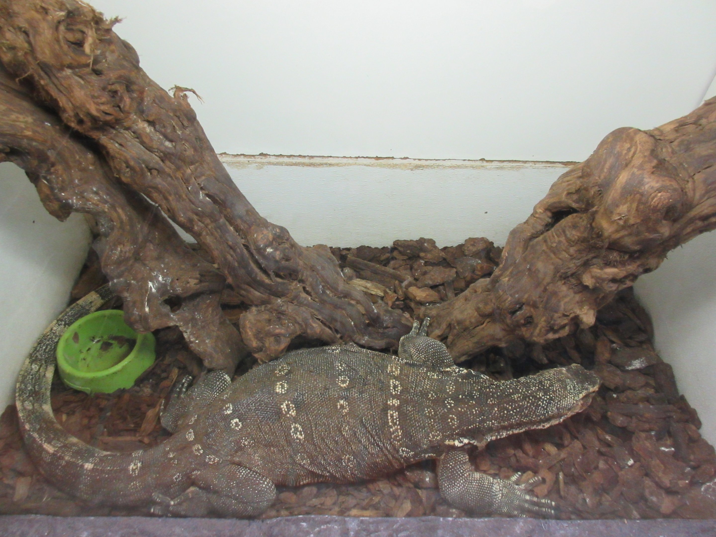 Asian Water Monitor (brutally small exhibit)