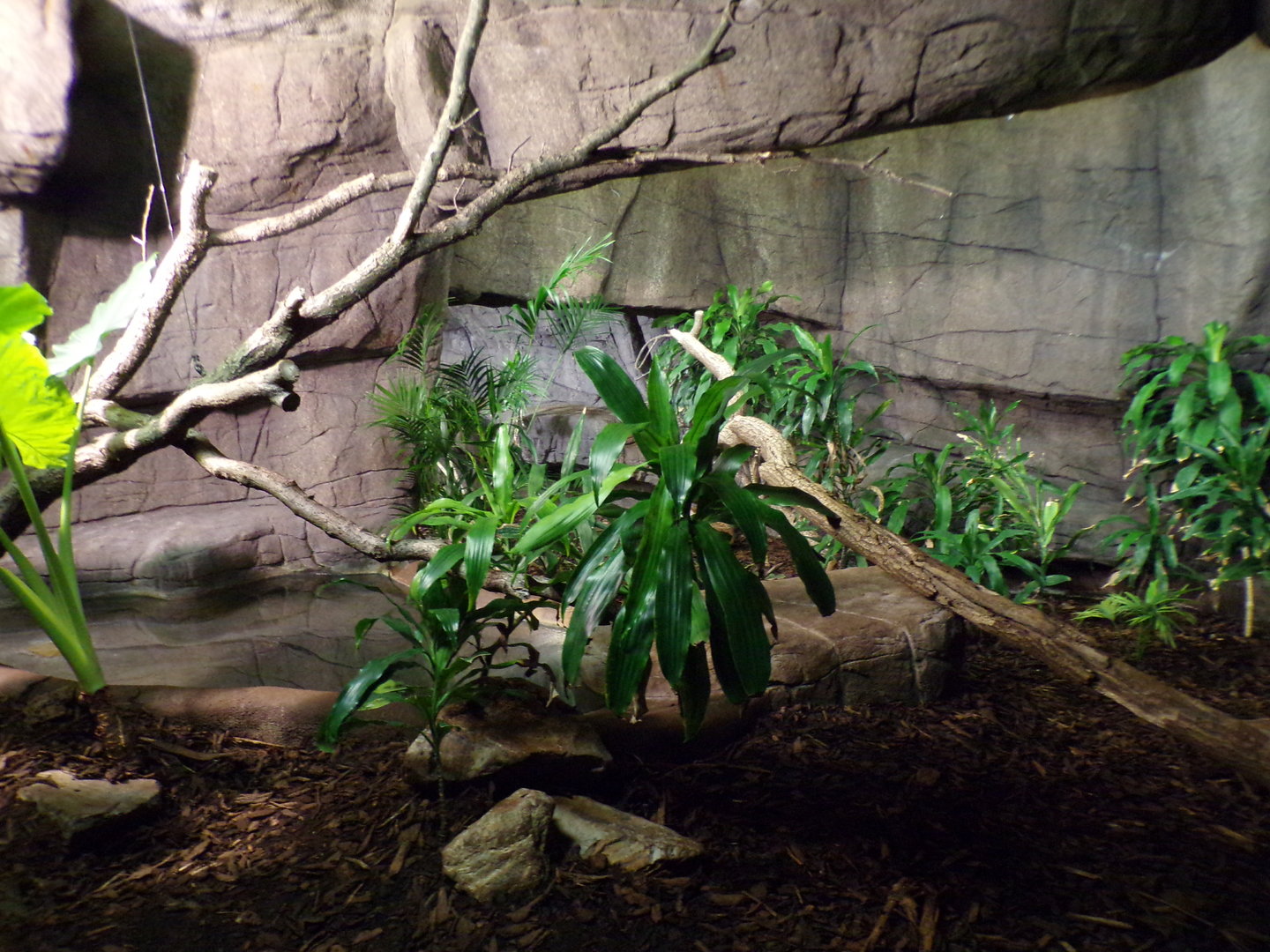 Asian water monitor enclosure 6.7.23