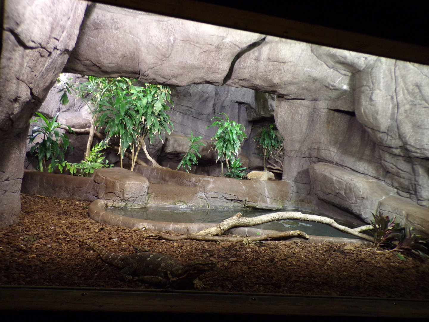 Asian water monitor enclosure 6.7.23