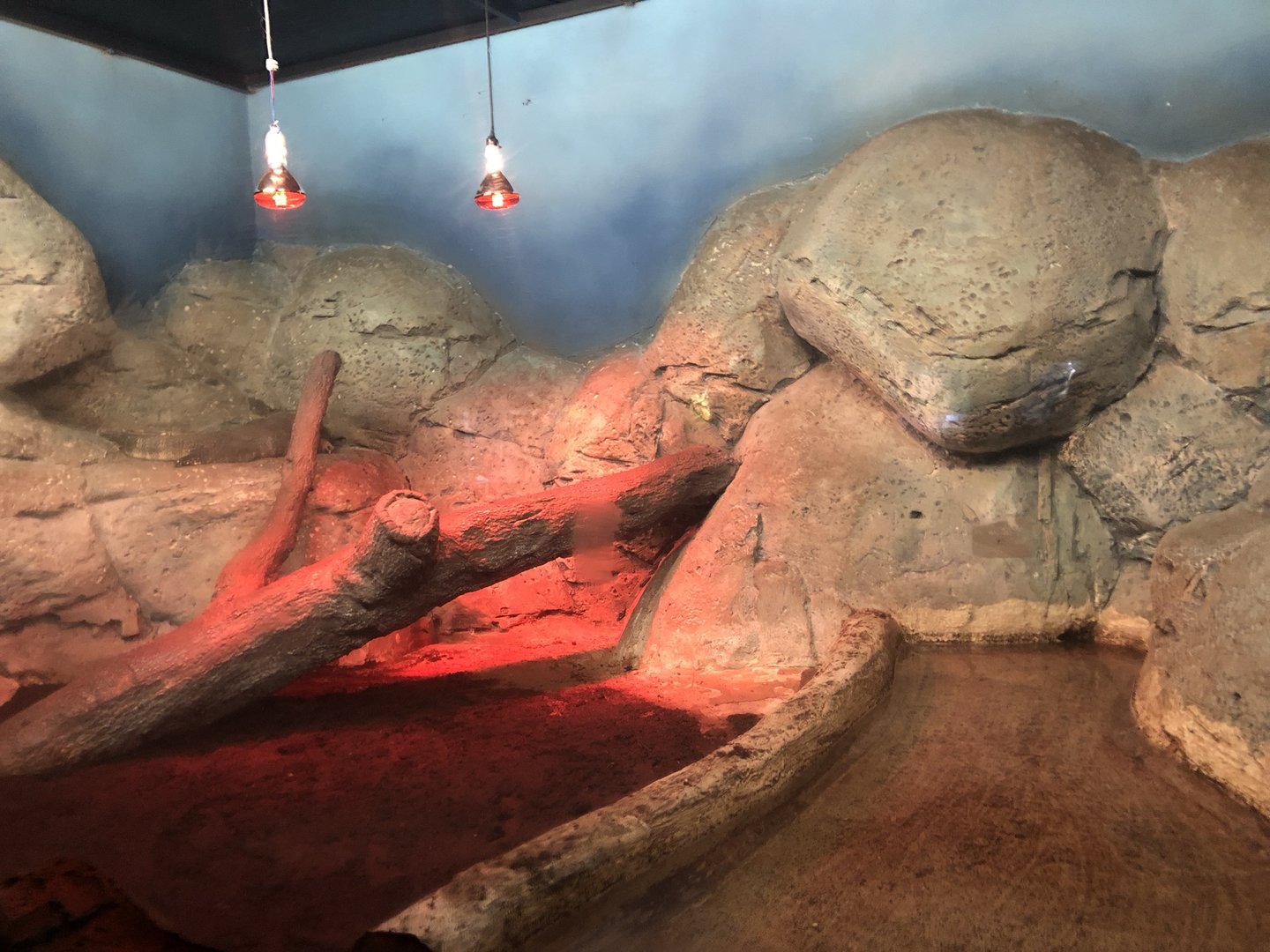 Asian Water Monitor Enclosure at Aqua Vega