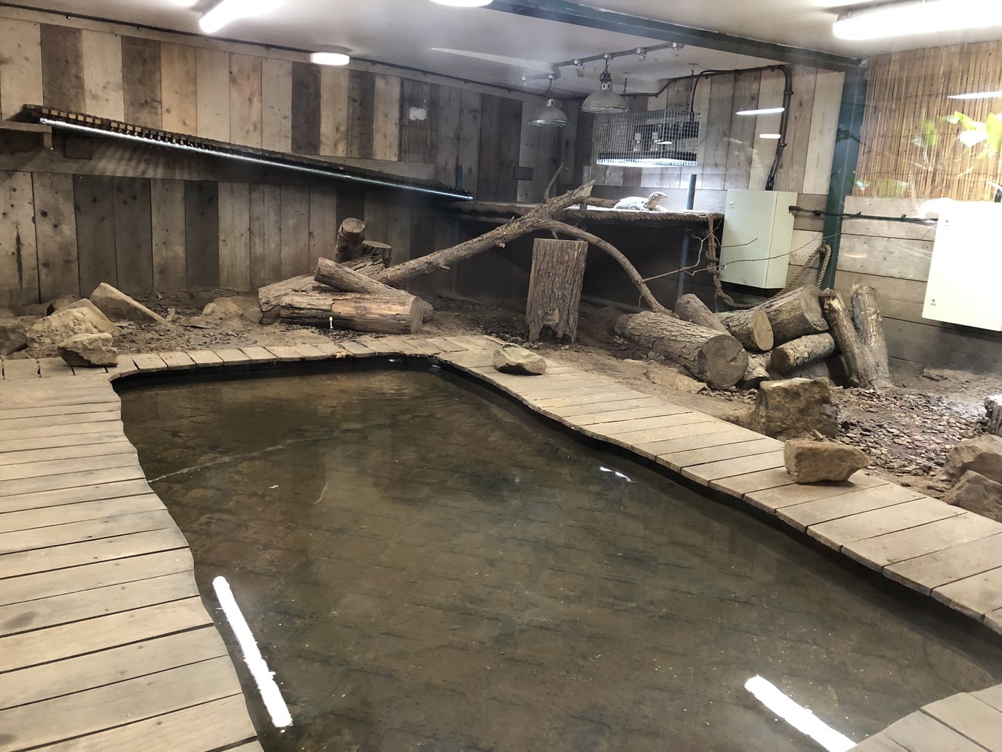 Asian Water Monitor Enclosure at Cannon Hall Farm (September 2023)