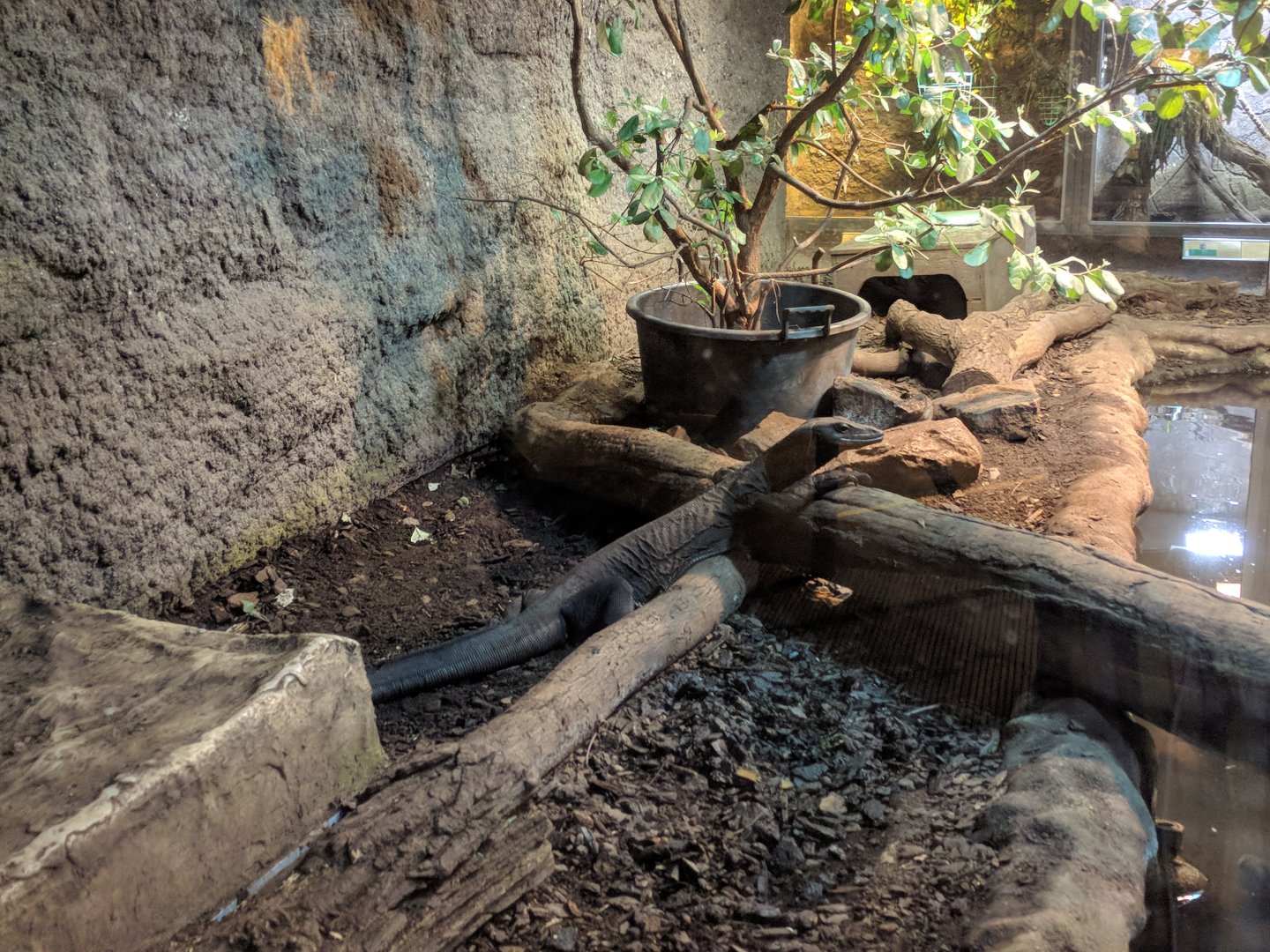 Asian Water Monitor Enclosure
