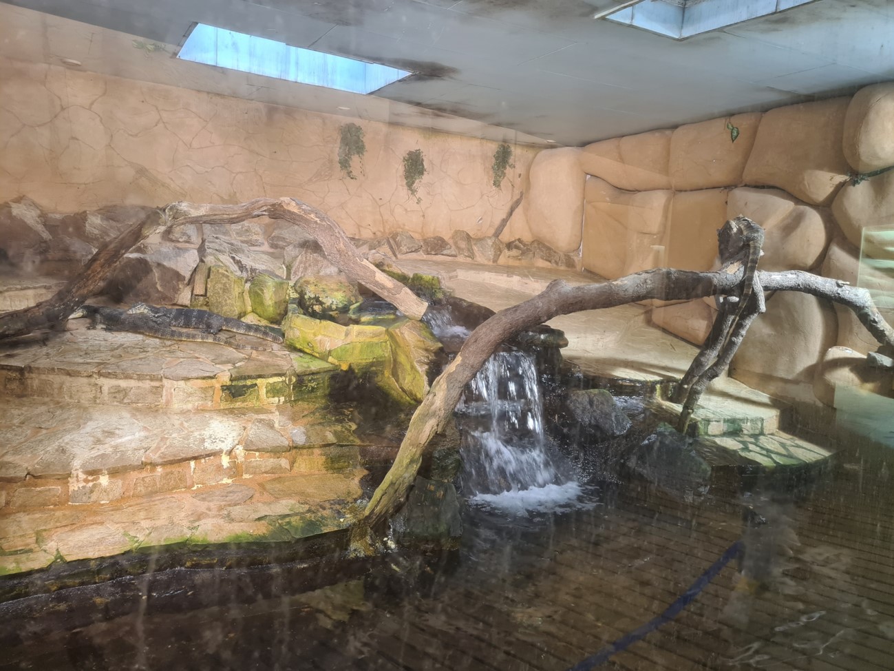 Asian water monitor enclosure