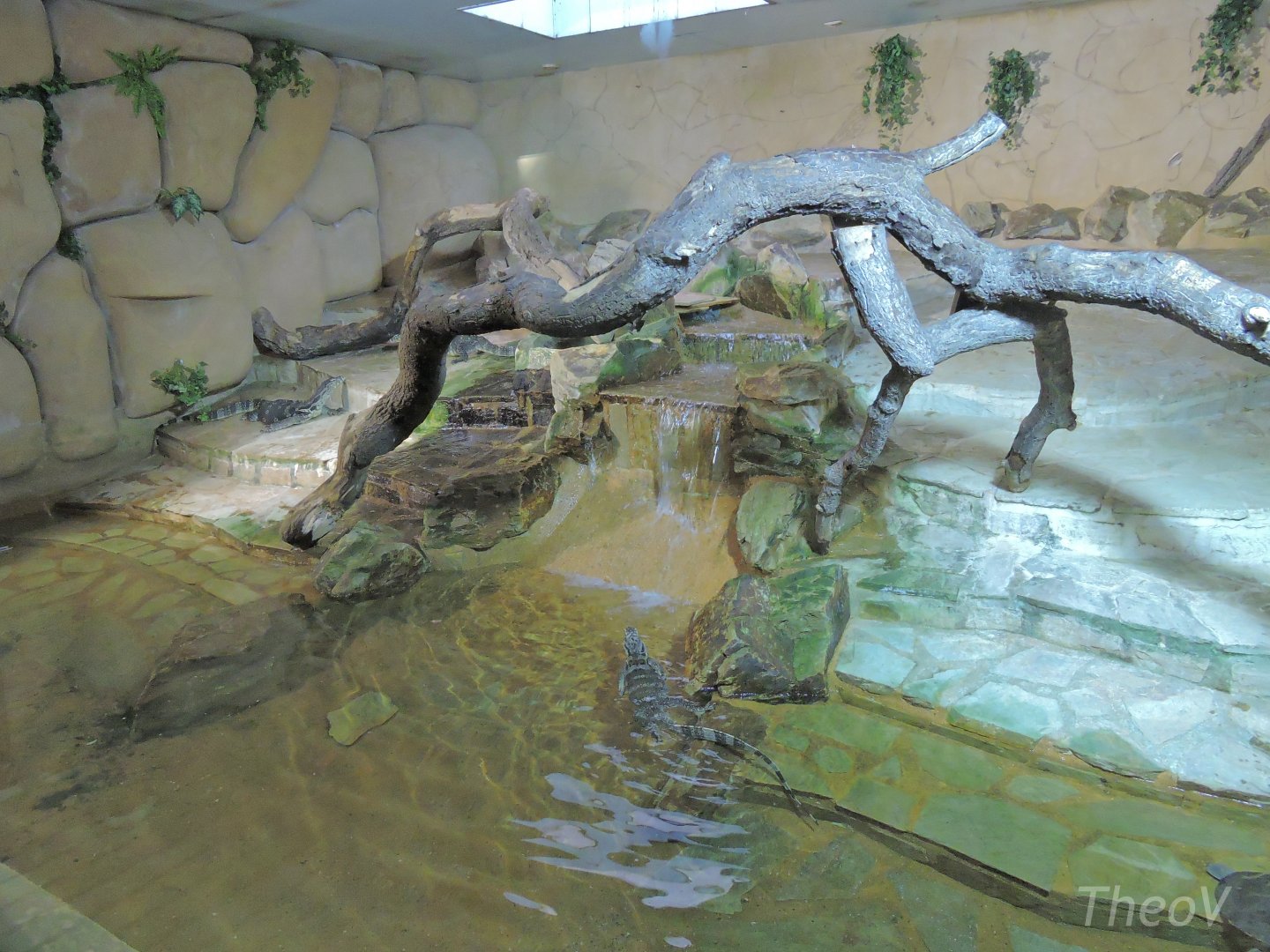 Asian water monitor exhibit [2015]
