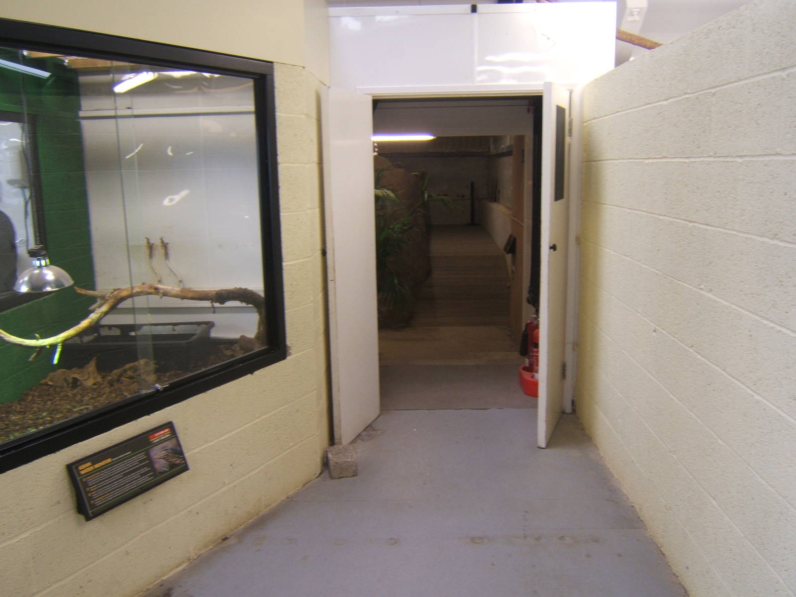 Asian Water Monitor exhibit on left and doorway to the American Alligator e