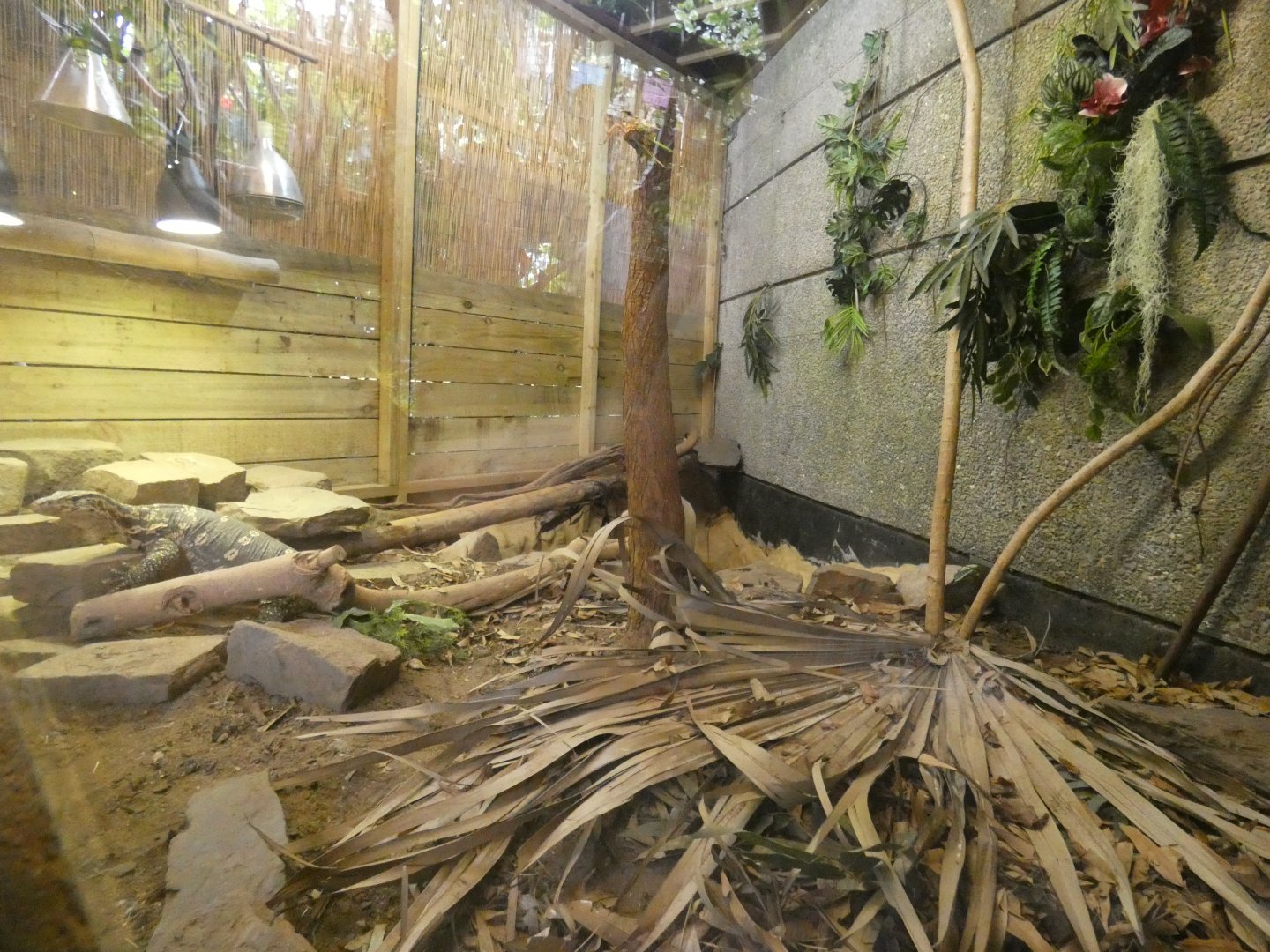 Asian water monitor exhibit (Plantasia Swansea)