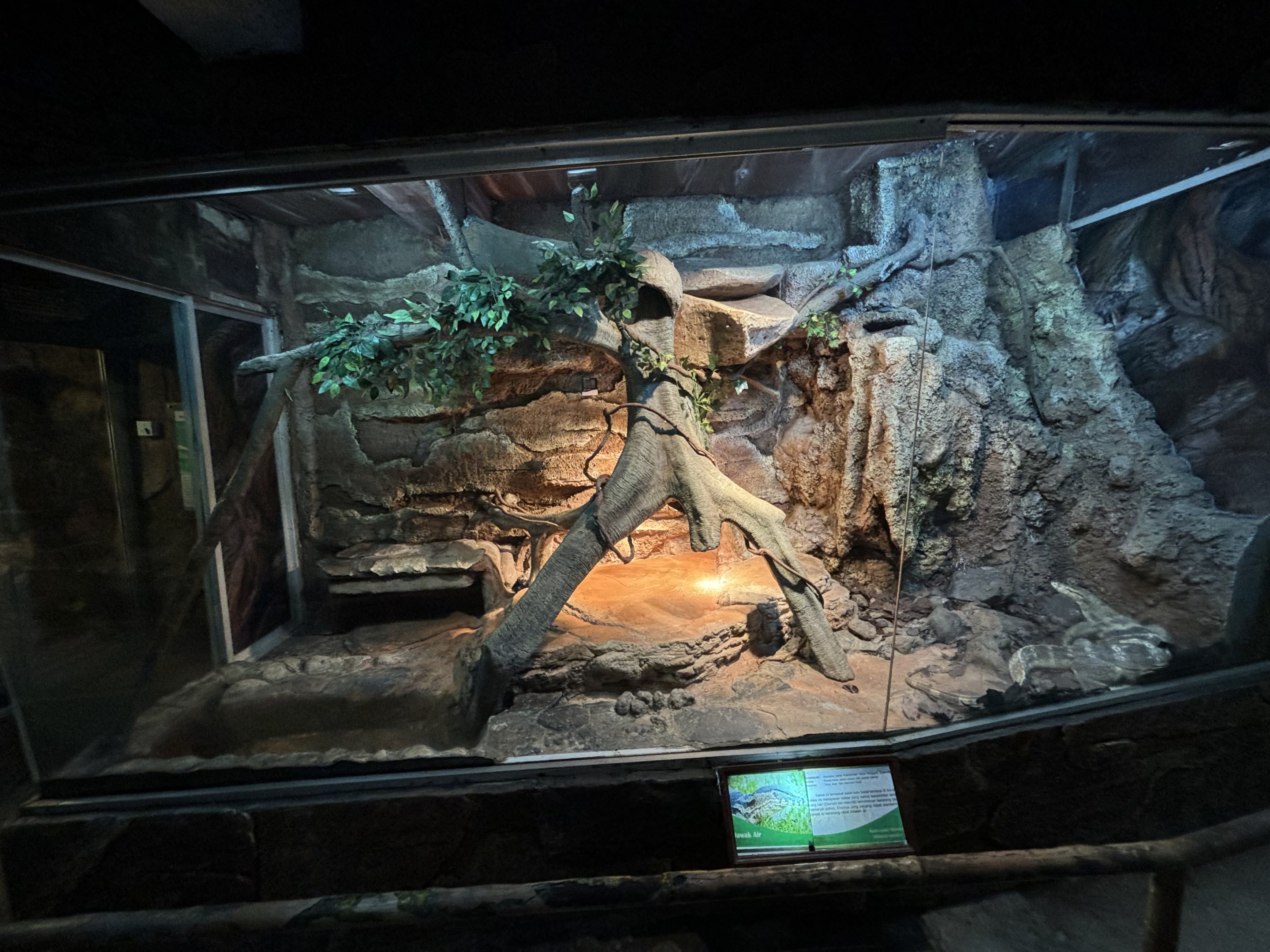 Asian Water Monitor Exhibit - Reptile Tunnel