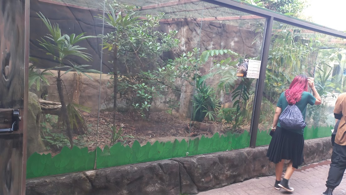Asian water monitor exhibit - São Paulo aquarium