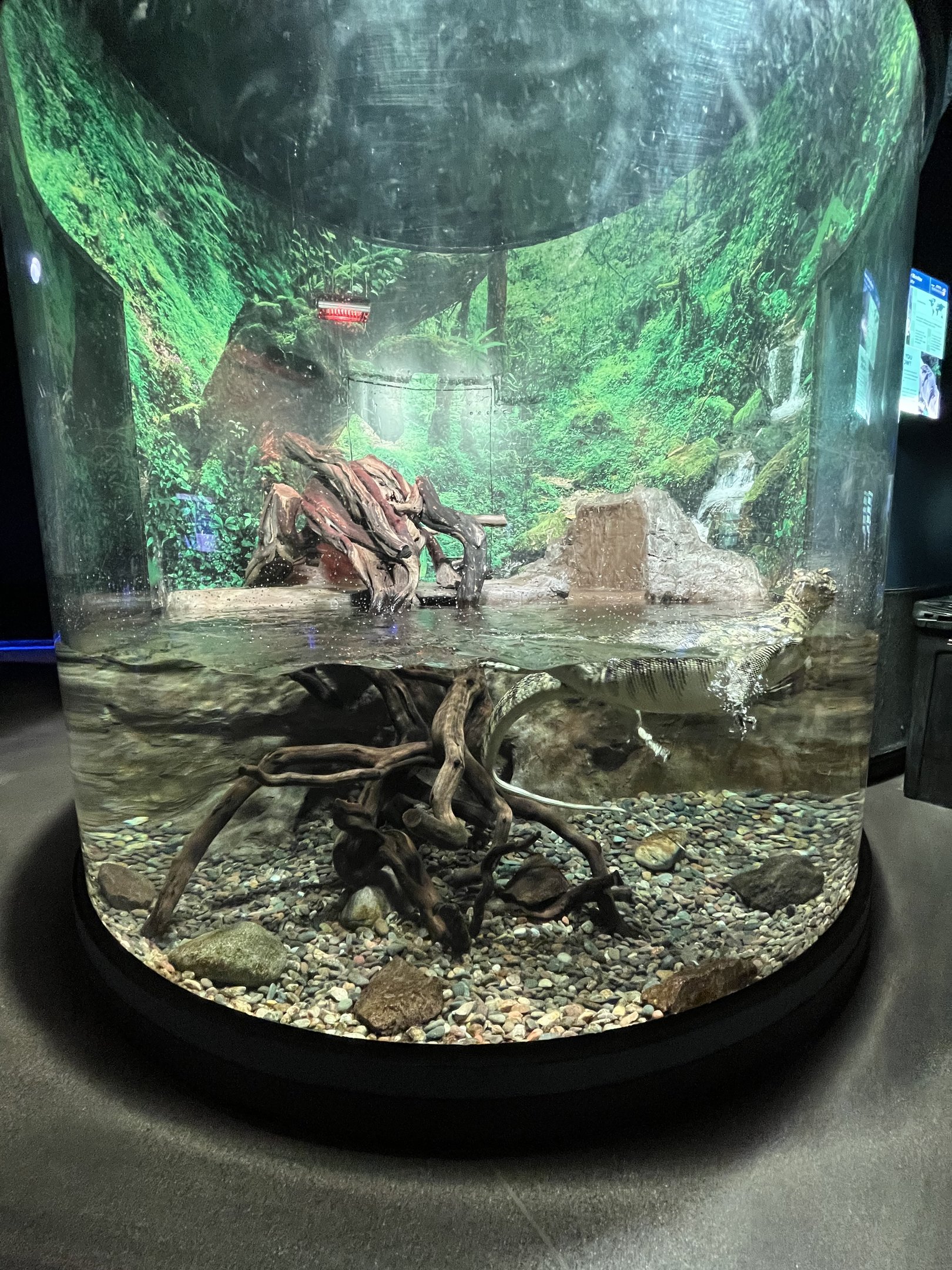 Asian Water Monitor Exhibit - small!