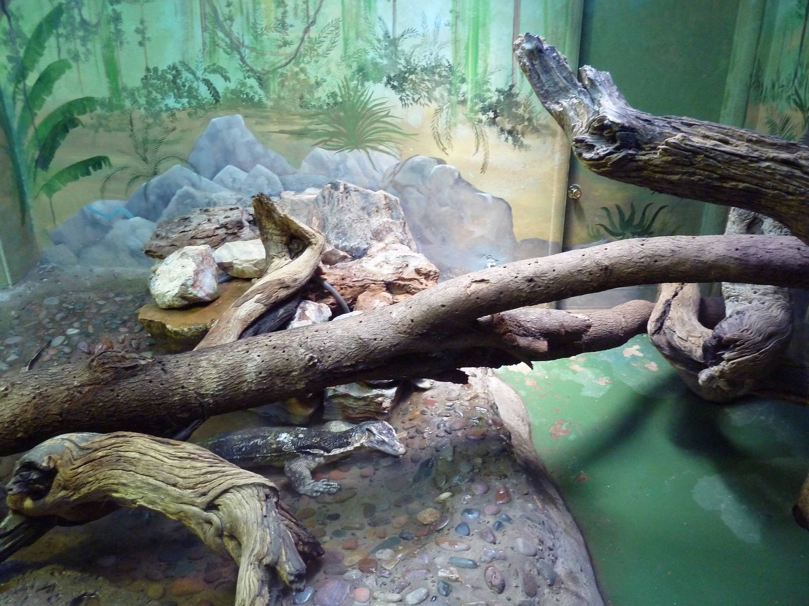 Asian Water Monitor Exhibit