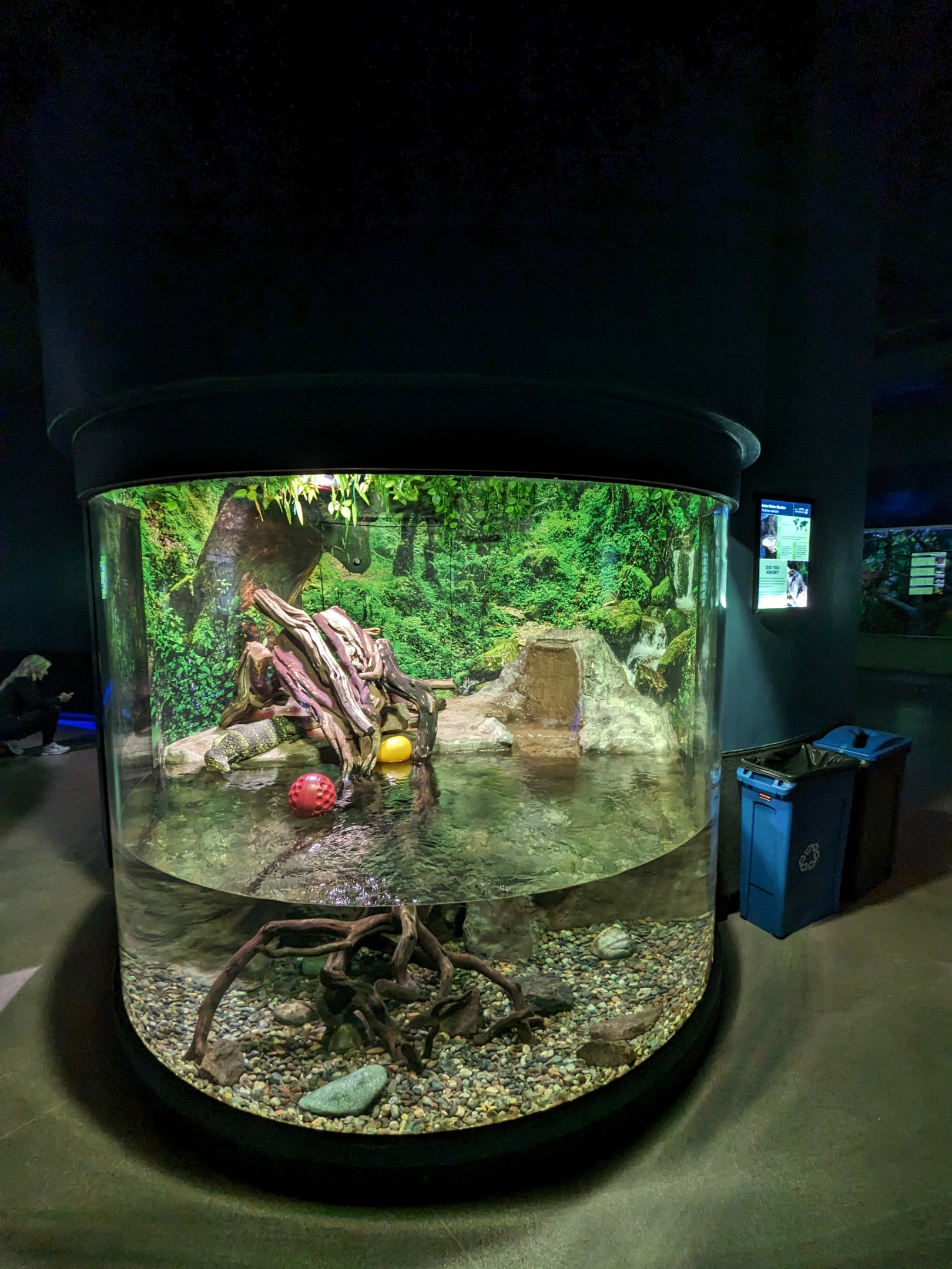 Asian Water Monitor exhibit