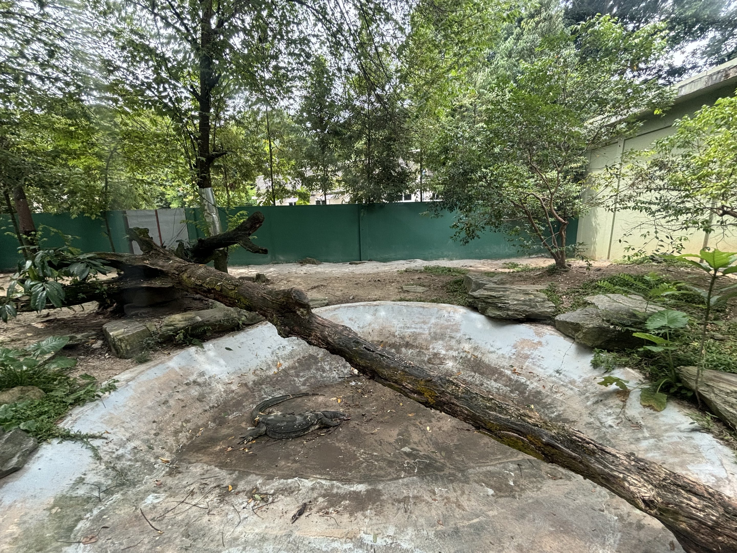 Asian Water Monitor Exhibit