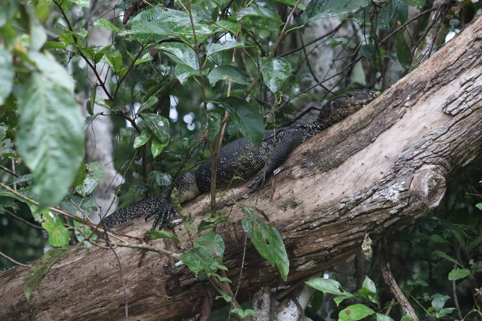 Asian water monitor - Kinabatangan River, 15 June 2023