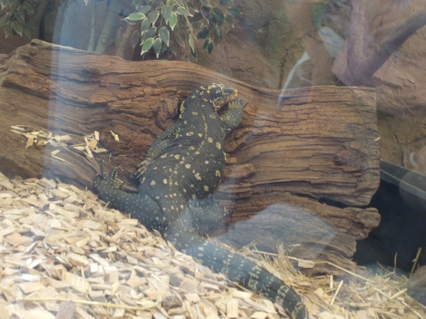 Asian water Monitor Lizzard