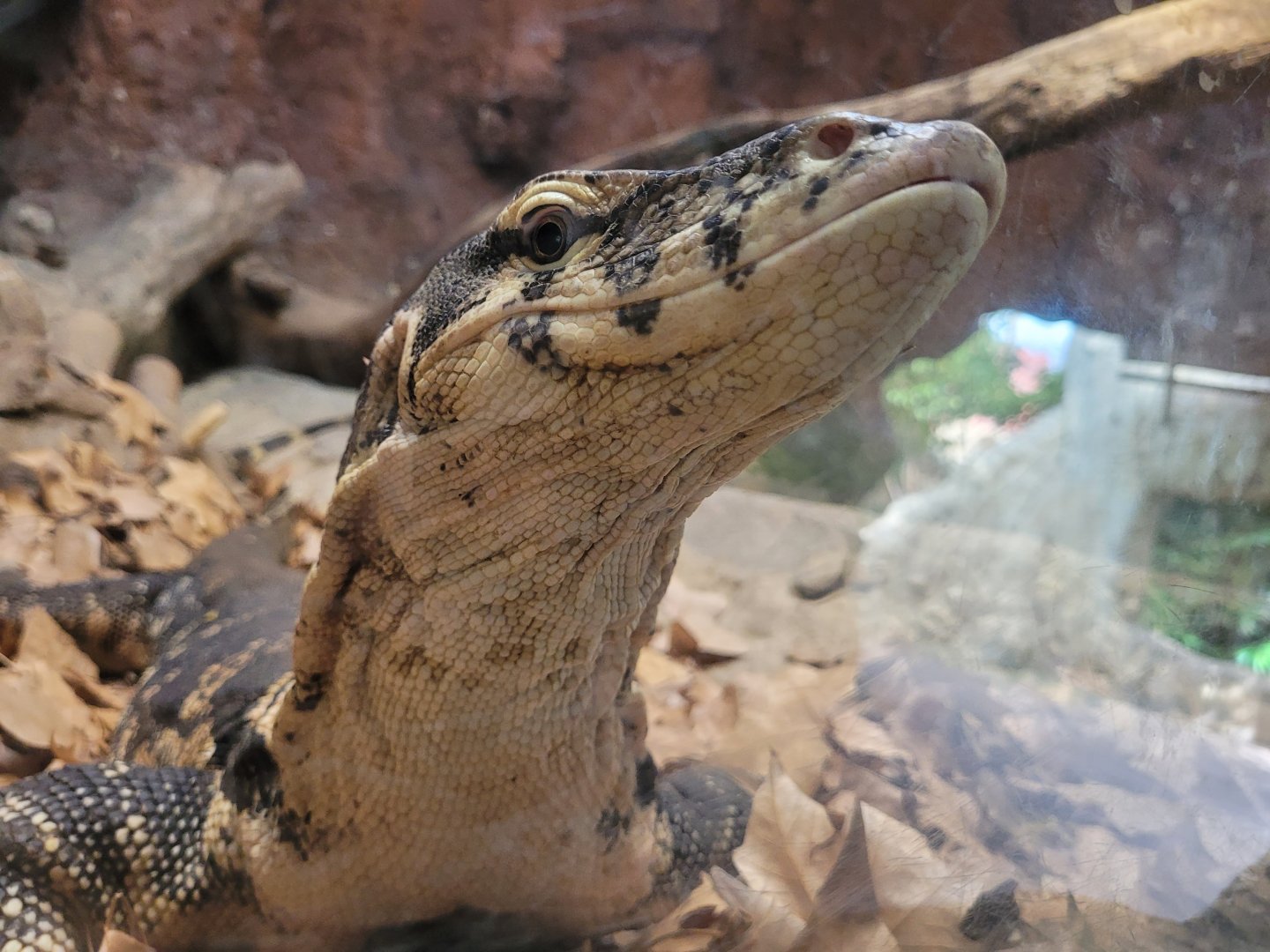 Asian water monitor -TerraNatura Benidorm (2022)