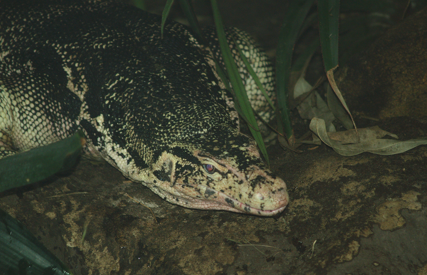 Asian water monitor (Varanus salvator), 2008-03-01